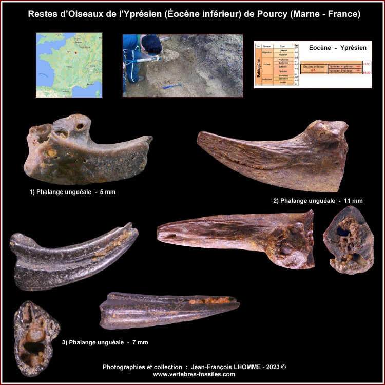 pl_oiseaux_pourcy.thumb.jpg.32945a5f4f6bf50bca19fc61be1aac48.jpg