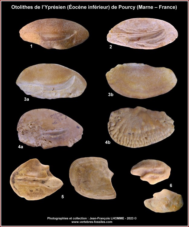 pl_otolithes_pourcy.thumb.jpg.0e8d95107701ad4da0df5d2f2d89b703.jpg