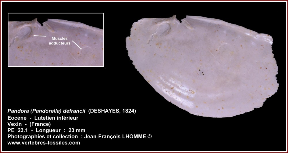 pl_pandora_defrancii_vexin.jpg
