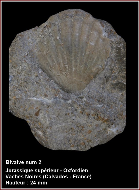pl_pecten_oxfordien_vsm2.jpg