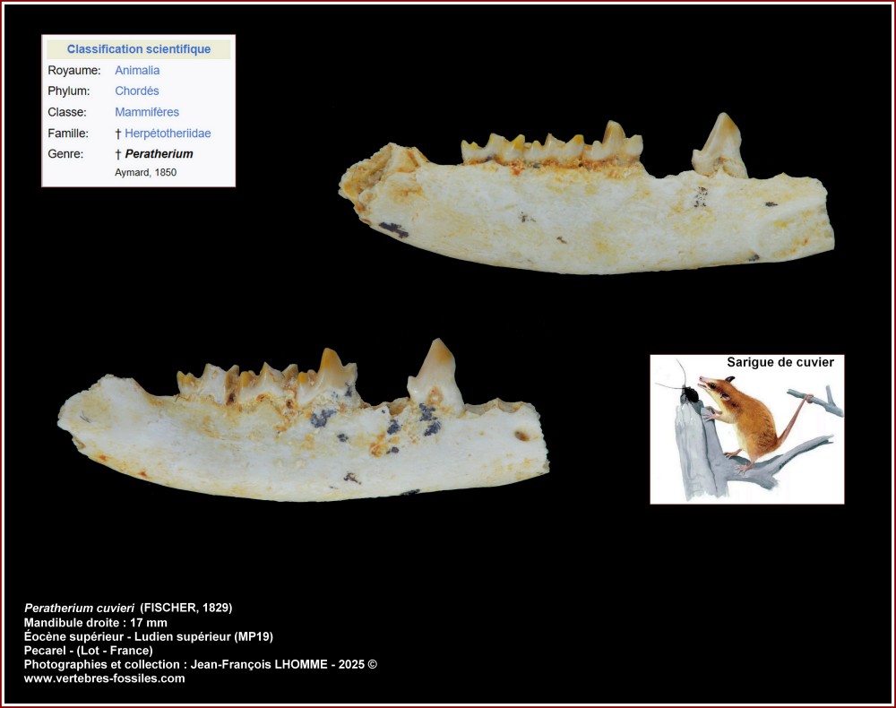 pl_peratherium_cuvieri_pecarel.thumb.jpg.da6b950d82dcb04fbfb642aad3fc5e25.jpg