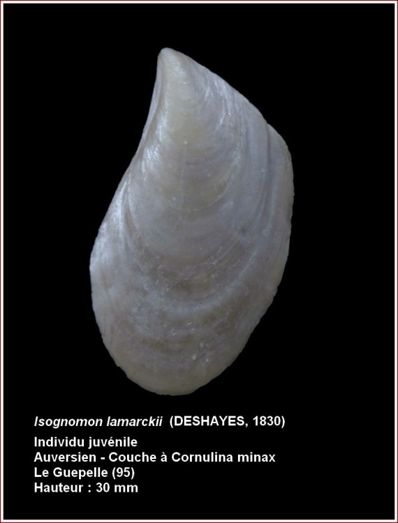 pl_perna_lamarckii.jpg