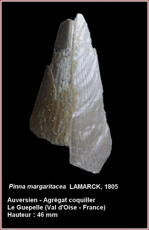 pl_pinna_guepelle.jpg
