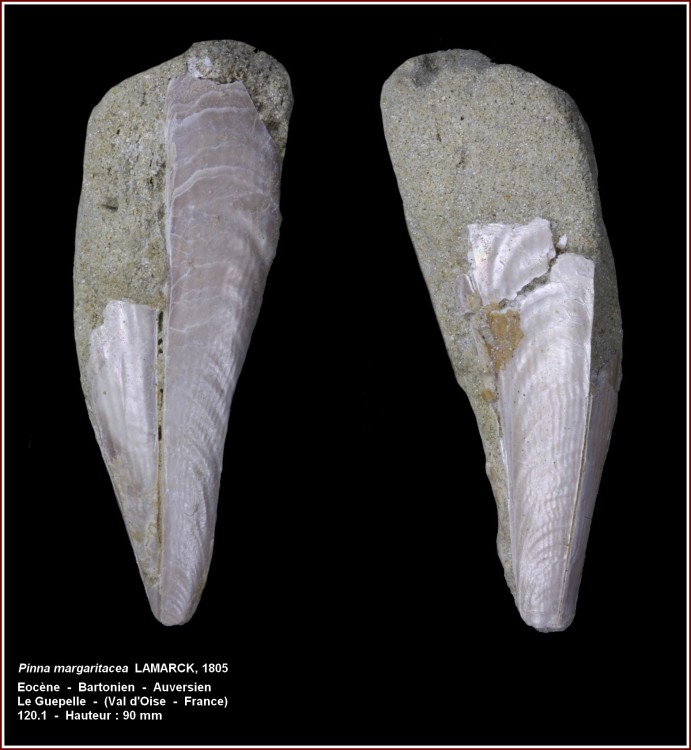 pl_pinna_margaritacea2.jpg