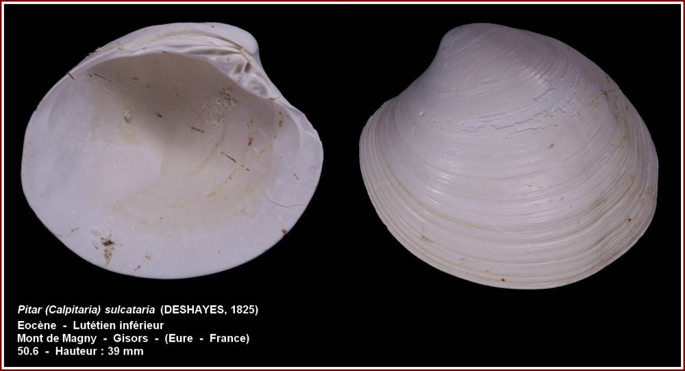 pl_pitar_sucataria_gisors.jpg