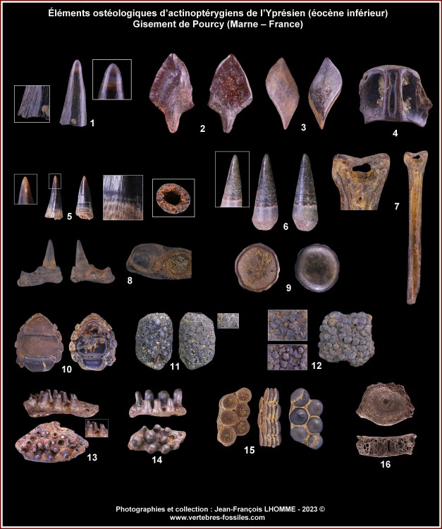 pl_poissons_osseux_pourcy.thumb.jpg.3a775677a878e1860f8e073c493c34c2.jpg