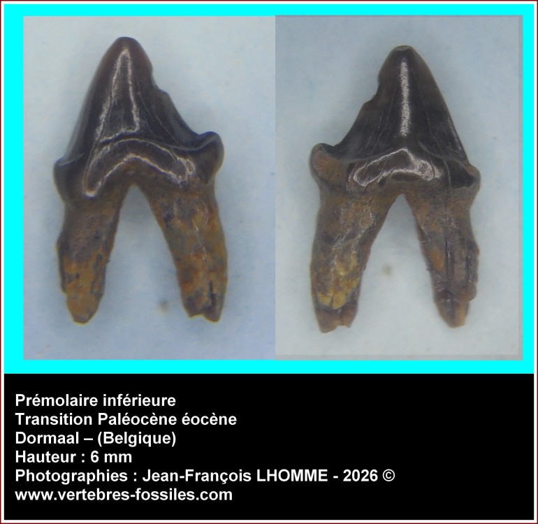 pl_premol_inf_dormaal_2026_3.jpg