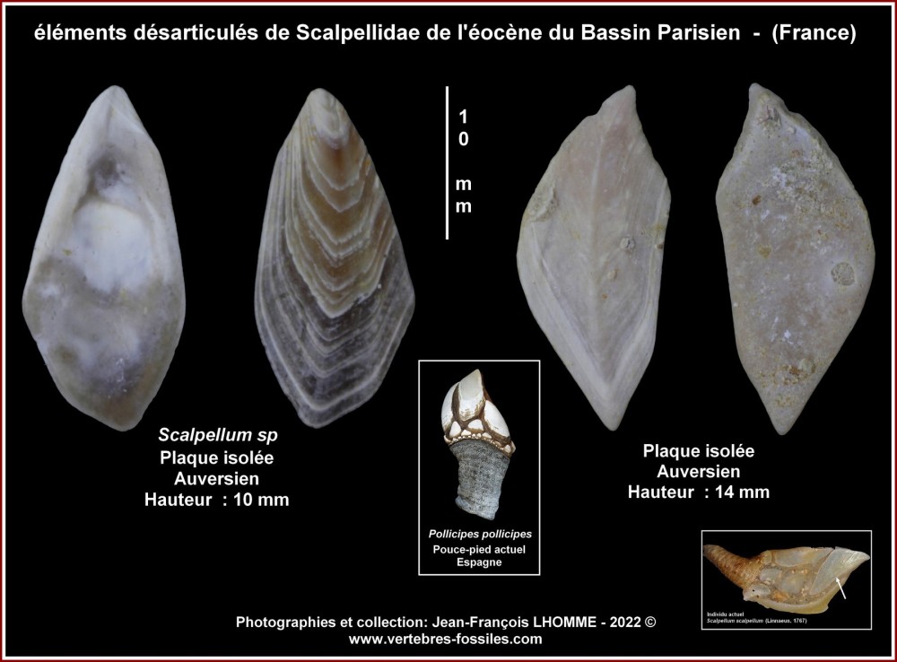 pl_scalpellum_eocene_bp.jpg