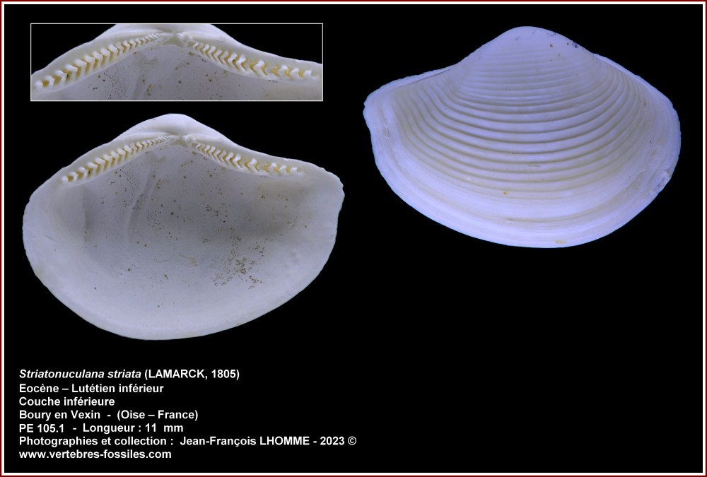 pl_striatonuculana_striata_boury.jpg