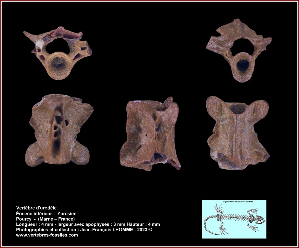 pl_vertebre_amphibien_pourcy.thumb.jpg.55dfb8fd5f6346ad078a84bb1329ee3b.jpg