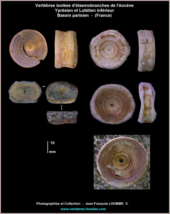 pl_vertebres_elasmobranches2.thumb.jpg.ef7e64be4fbedbfa5aebd0d51f52824e.jpg