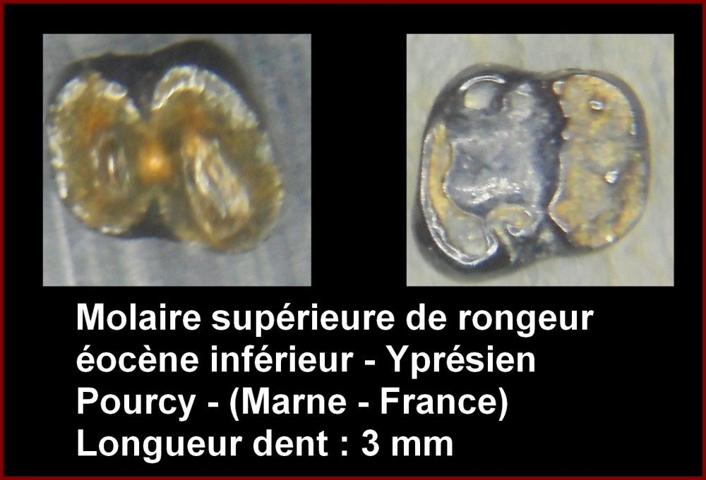 rongeur_pourcy_16_08_2026.thumb.jpg.4aa486f278c5b5aefa8b62fae56a419c.jpg