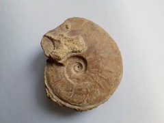 Staufenia discoidea, Aalenien