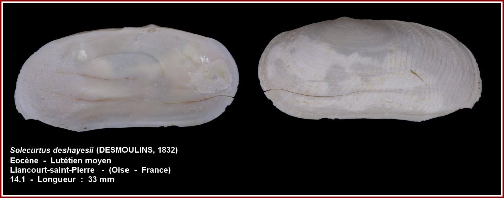solecurtus_deshayesii_les_groux.jpg