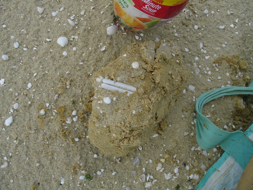 solen_in_situ_bartonien_2006.JPG
