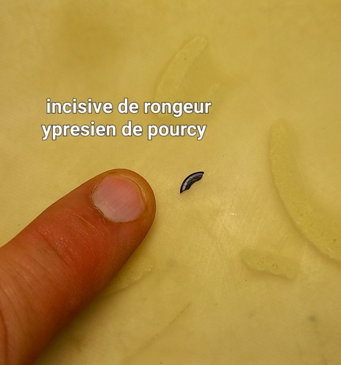 tri_micro_pourcy_2024 (2).jpg