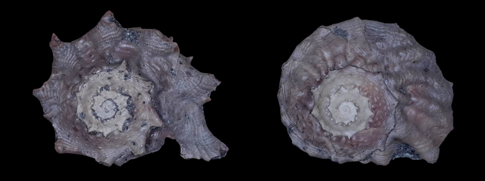 tuberculata1.thumb.png.5c80ba085b26d768683bbb8df43ee264.png