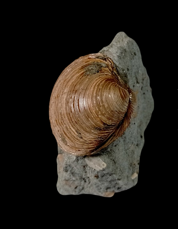 venusmultilamella.png.66277bc5b081f31c73ab13ff1fd0eb94.png