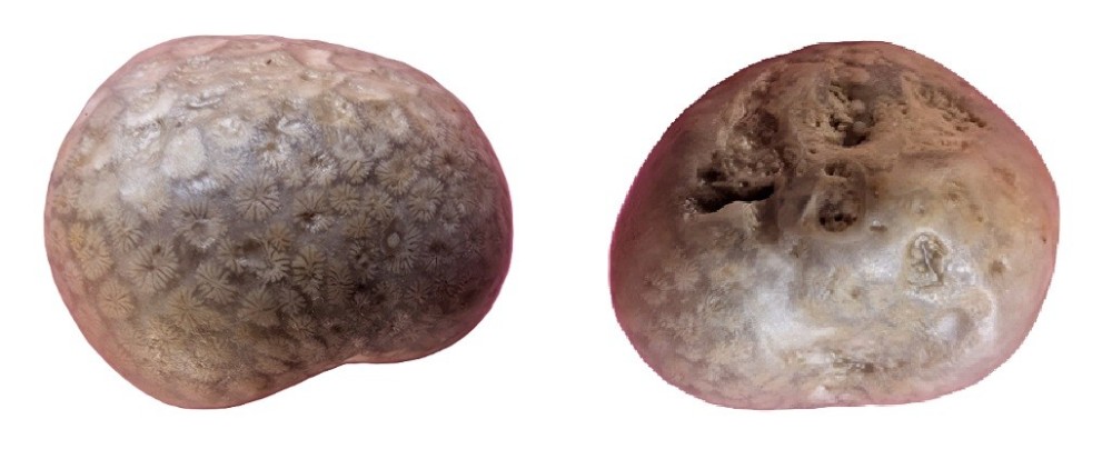 Allocoeniopsisluciensisouautre.thumb.jpg.c16beaa4684f243a36bfeb663c66093a.jpg