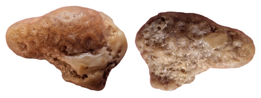Allocoeniopsisluciensisouautre2.thumb.jpg.9d9f78180f73ce7c07bac69f43787fa8.jpg