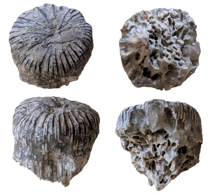 ApsendesiacristataouMontlivaltia.jpg.ab4f6f717a6a475318feb662e3b445ea.jpg