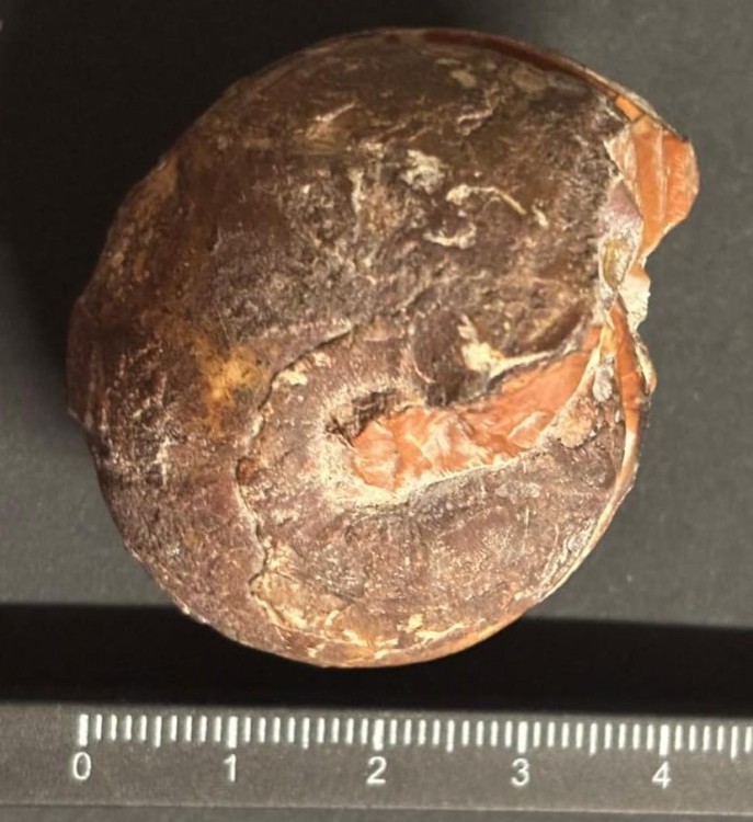 Arcestes.jpg