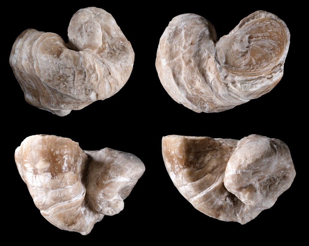 Barrmien-CarrireOMYAOrgon-Requieniaammonia-Largeur85mm.thumb.jpg.5b0e75fe88da7e62331e133fcc1200ec.jpg