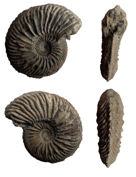Cardiocerascordatum.thumb.jpg.10b747943291e980999be74a25b91332.jpg