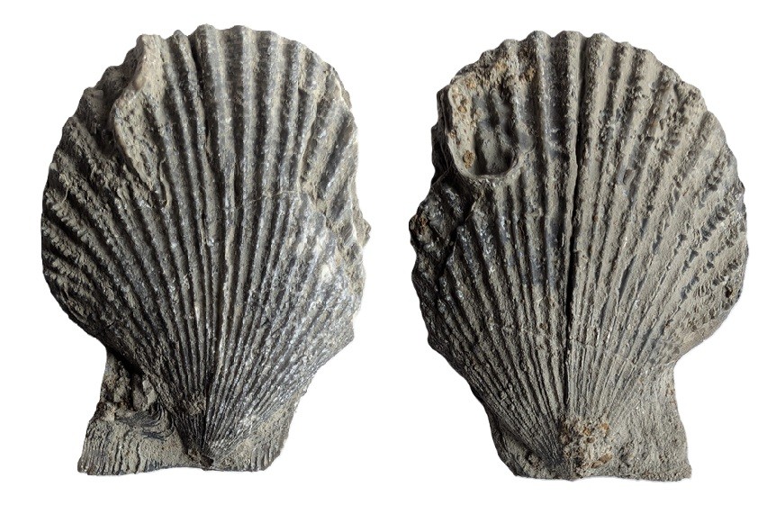 Chlamysfibrosa.jpg.b1dc99e6b33e972fb38ed629a618e6f5.jpg