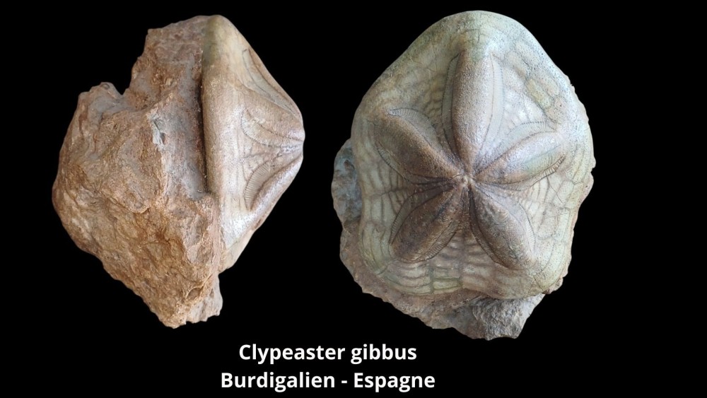 Clypeaster gibbus Miocene Espagne_20260930_111758_0000.jpg
