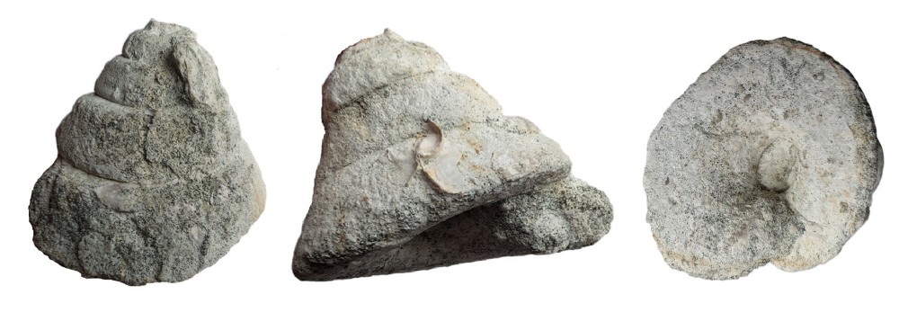 ConotomariamaillaenaducnomaniendesVachesnoires.thumb.jpg.a7e5a5427c482592bf731f488aafe377.jpg