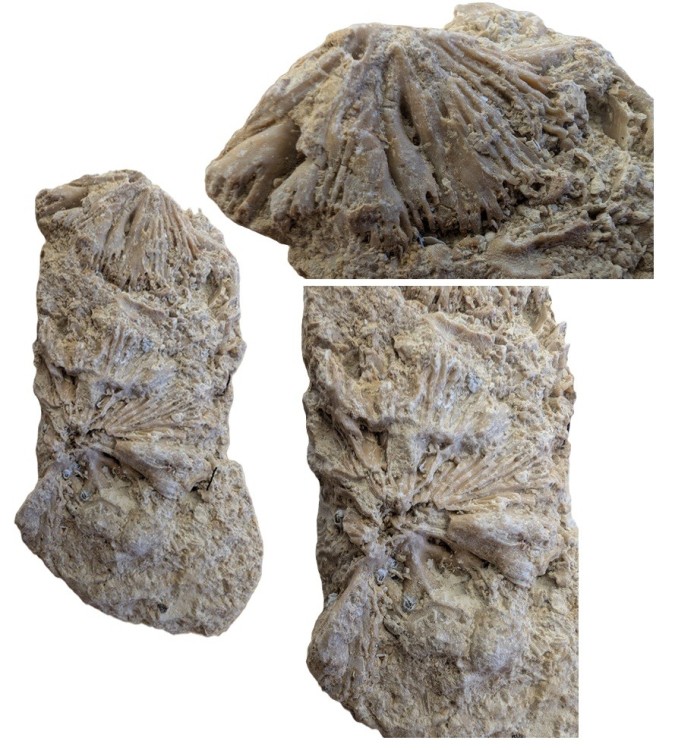 Corailouautre.thumb.jpg.039ef2f0d2c9002ed3b22d7ada7d7637.jpg