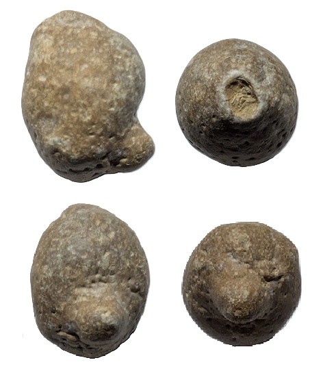 CorynellaLycoperdioides(2).jpg.a4aa648757ecae19dcc4a5b87d296eba.jpg