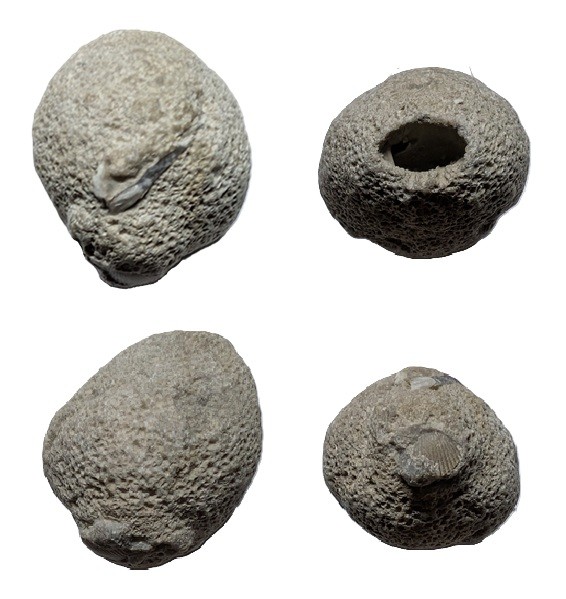 CorynellaLycoperdioides.jpg.1b4906e29041c2d37bdd61a9674c88f5.jpg
