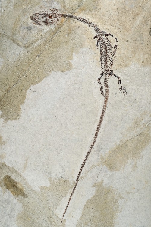Crtacinf-Chine-Hyphalosaurus-Hfov130mm.thumb.jpg.87e2a3115053bb117e39a8c417e2a4e0.jpg