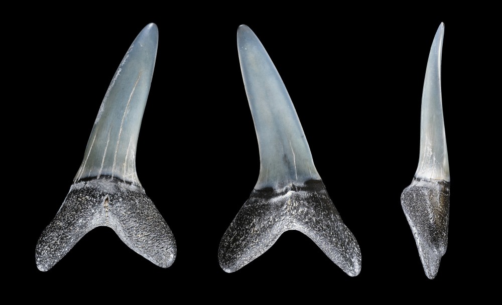 Dentrequin-USA-Hauteur38mm.thumb.jpg.39b64f5fccf6fd893d469d760b62e6b7.jpg