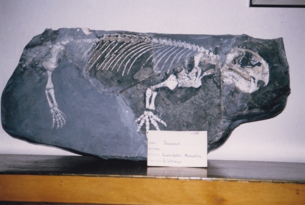 Dicynodon sp..jpg