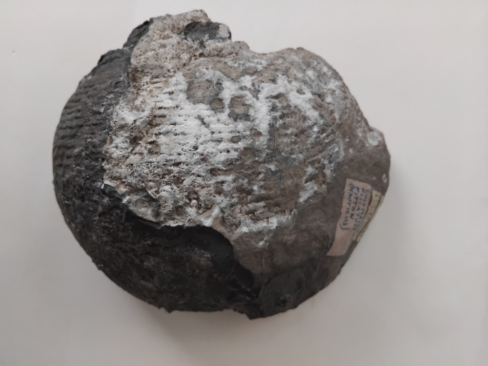 Fossile_Nautile_Lachat_Thônes (1).jpg