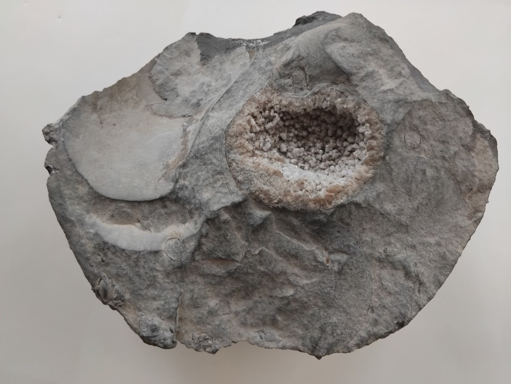 Fossile_Nautile_Lachat_Thônes (2).jpg