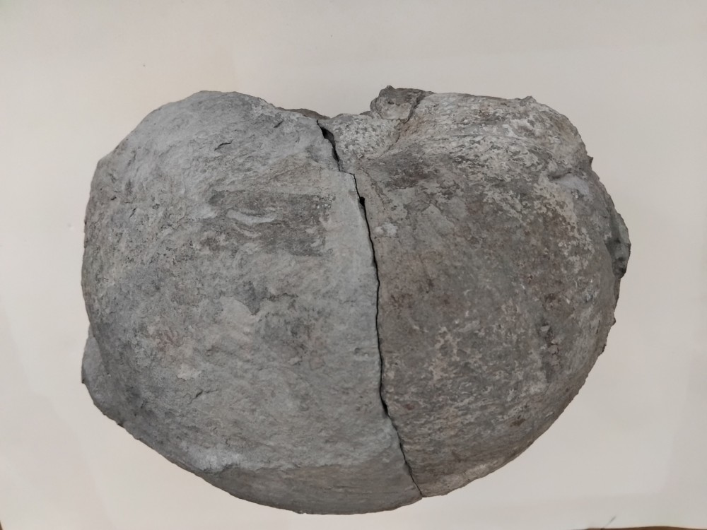 Fossile_Nautile_Lachat_Thônes (3).jpg