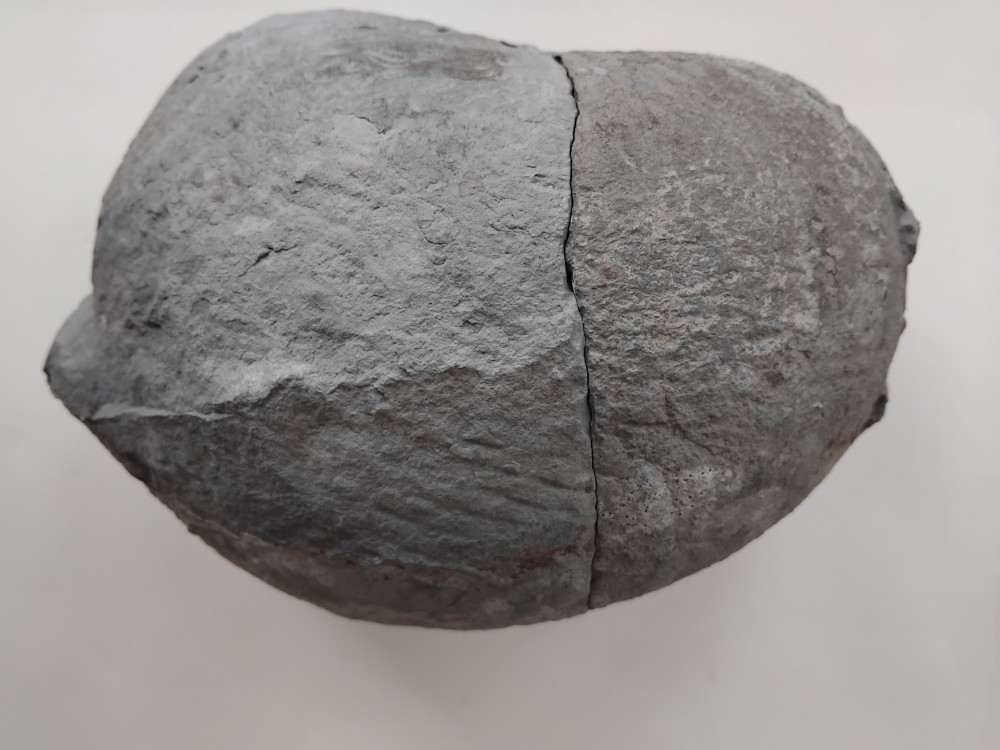 Fossile_Nautile_Lachat_Thônes (4).jpg