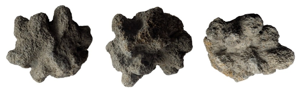 Holcospongiafloriceps.thumb.jpg.490838e347a613781639eca904a73140.jpg