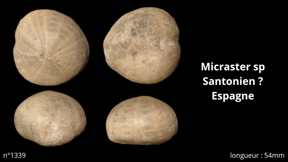 Micraster sp Santonien _ - Espagne_20260930_122741_0000.jpg
