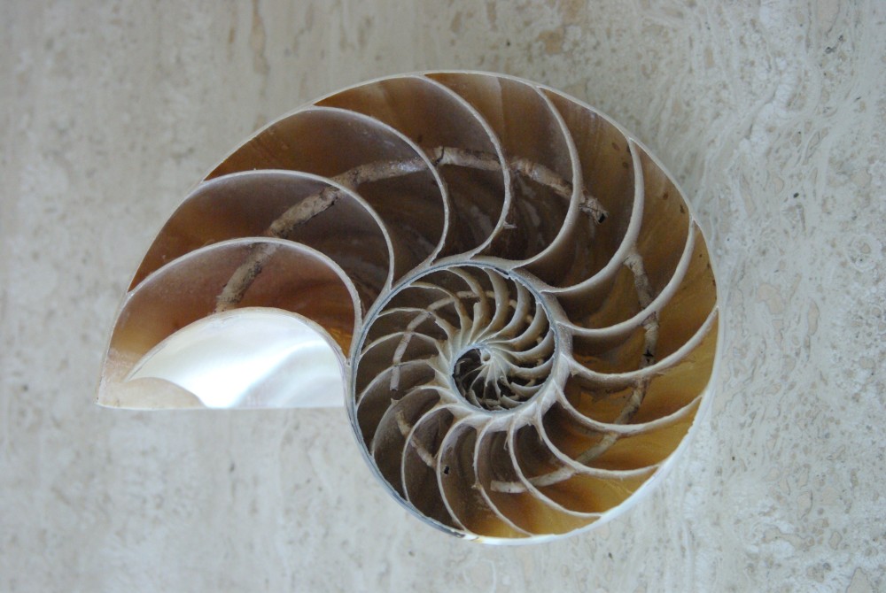 Nautile (3).JPG