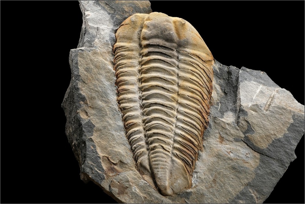 Orm-Espagne-Colpocoryphe-P3031-Longueur55mm1.thumb.jpg.d52d01e1a9cd79d346bcabcddcd5d278.jpg