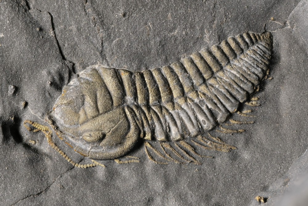 Orm-USA-Triarthrus-T2164-Longueurhorsantenne9mm.thumb.jpg.a440e2a121ee2d081b8489a26aa5a222.jpg