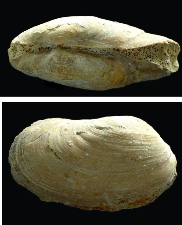 Panopeabrockworthensis.thumb.jpg.a234d6669e9f4271495c3e73eb7b8d63.jpg