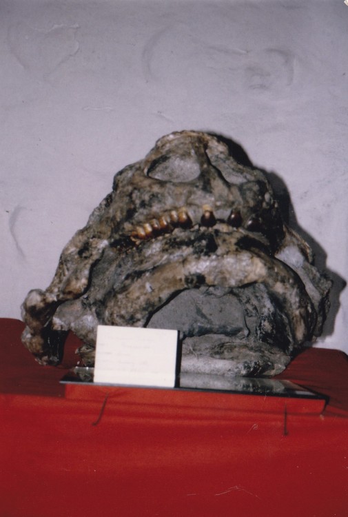 Pareiasaurus rubidgei.jpg