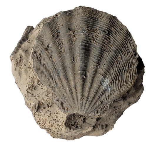 Pectensubfibrosa.jpg.ffceac8e30a5457cd65f6da306057605.jpg