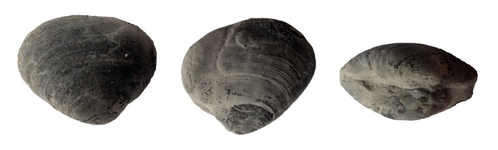 Pholadomya.thumb.jpg.3fa04403db42d9c201977f7c1b83a6ee.jpg